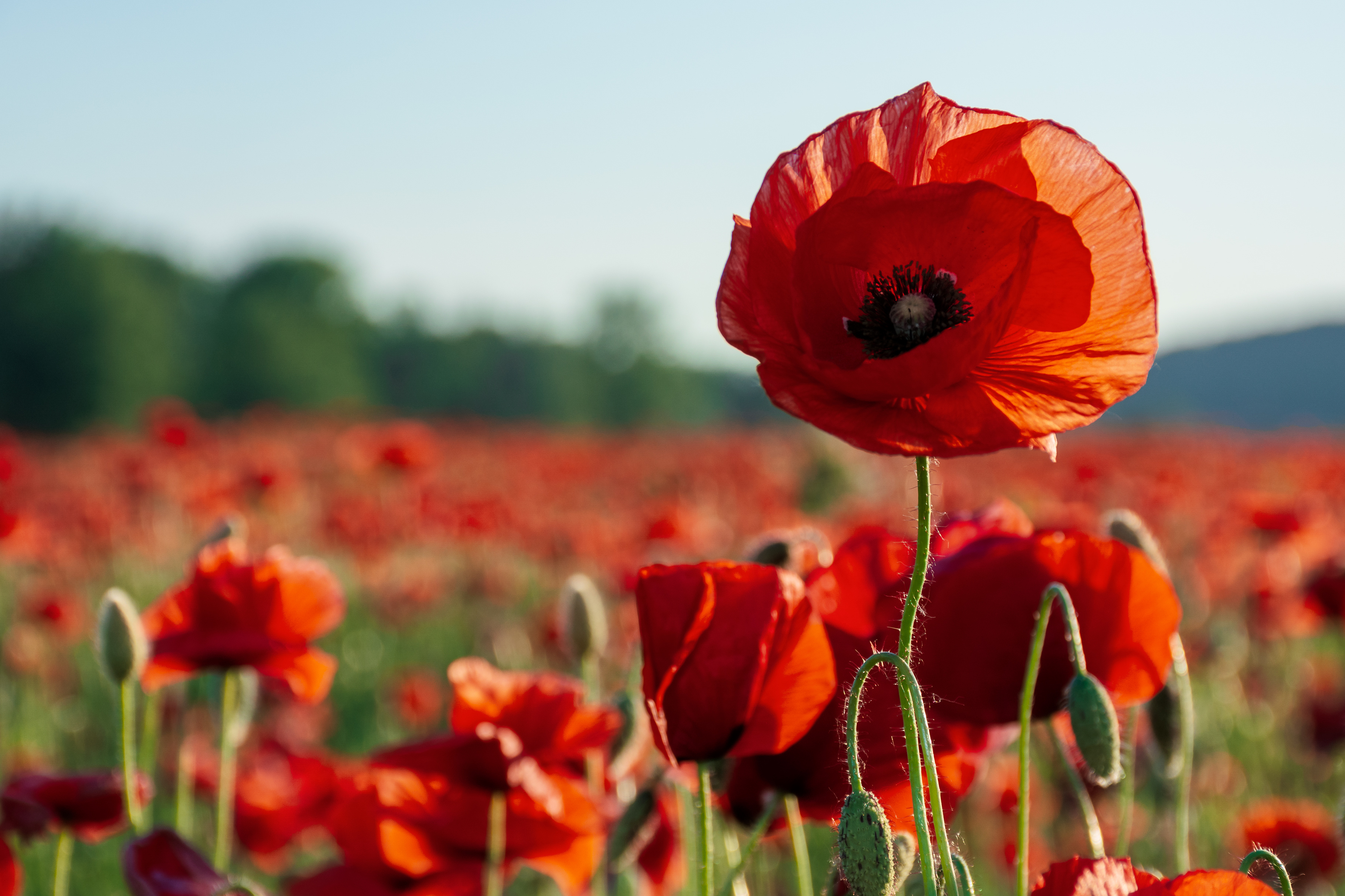 Poppy Field Remembrance Day.jpeg